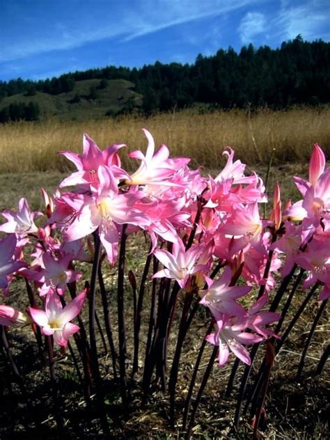 Naked Ladies Flowers: Growing, Care, And Uses 